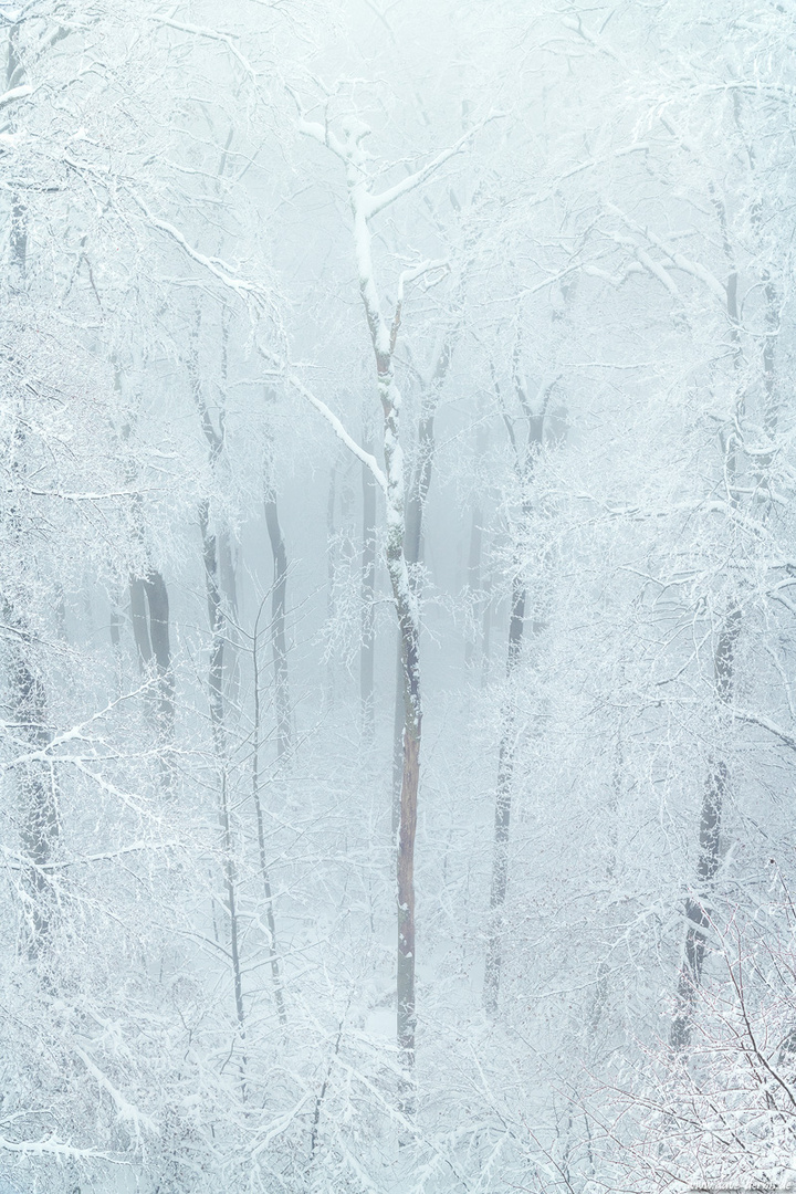 Magischer Winterwald