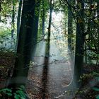 Magisches Licht im Saarbrücker Urwald