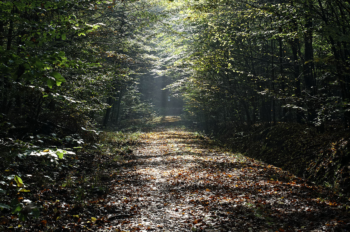 Magisches Licht im Saarbrücker Urwald