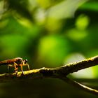 Magisches Licht im Sinharaja Rainforest