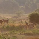 Magisches Mana Pools