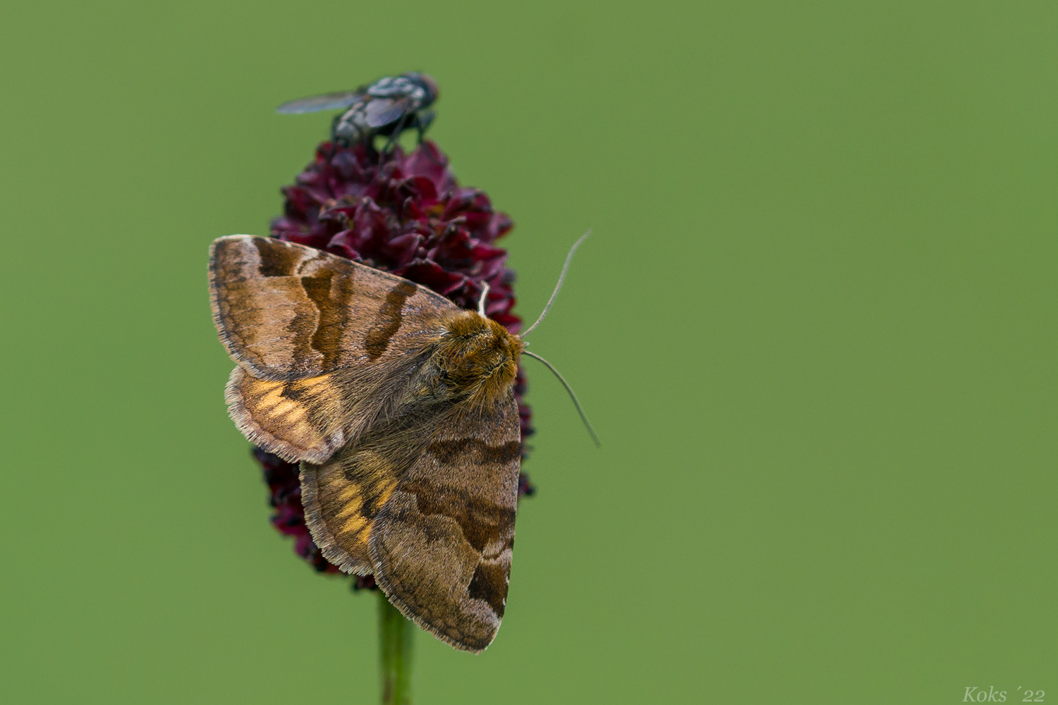 Magnet Wiesenknopf