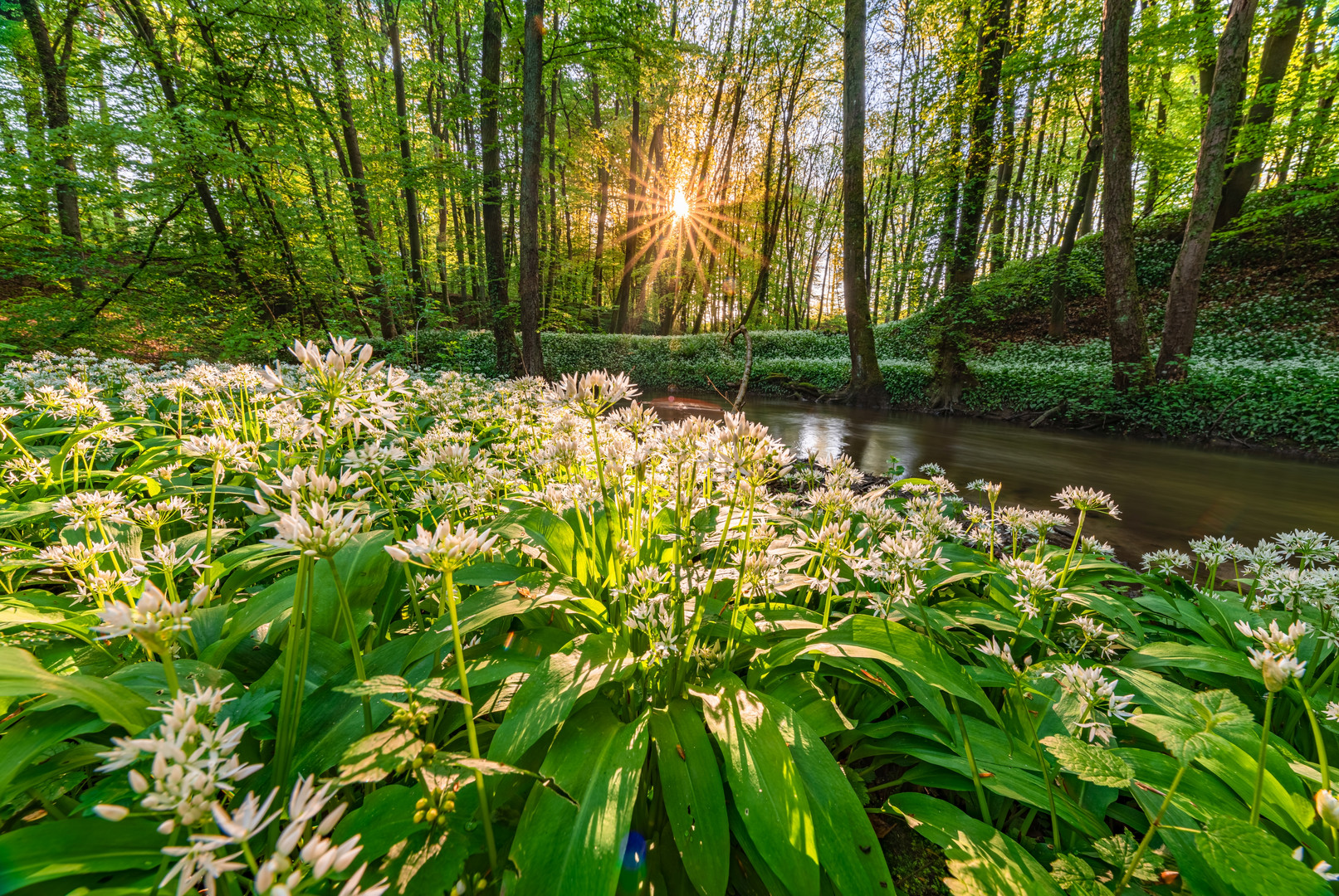 Magnetblüten