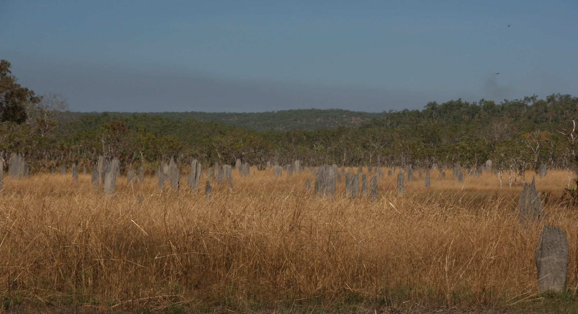 - Magnetic Termite Mounds -