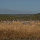 - Magnetic Termite Mounds -