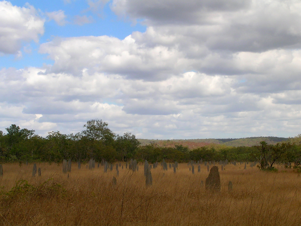 magnetic termite mounds