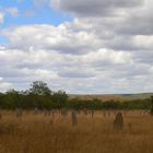 magnetic termite mounds