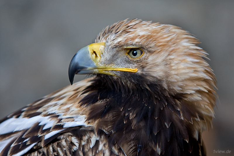 magnifica aquila imperiale