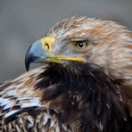 magnifica aquila imperiale