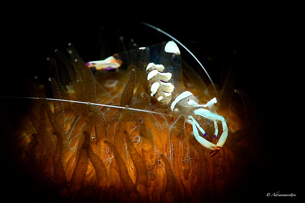 Magnificent Anemone Shrimp 