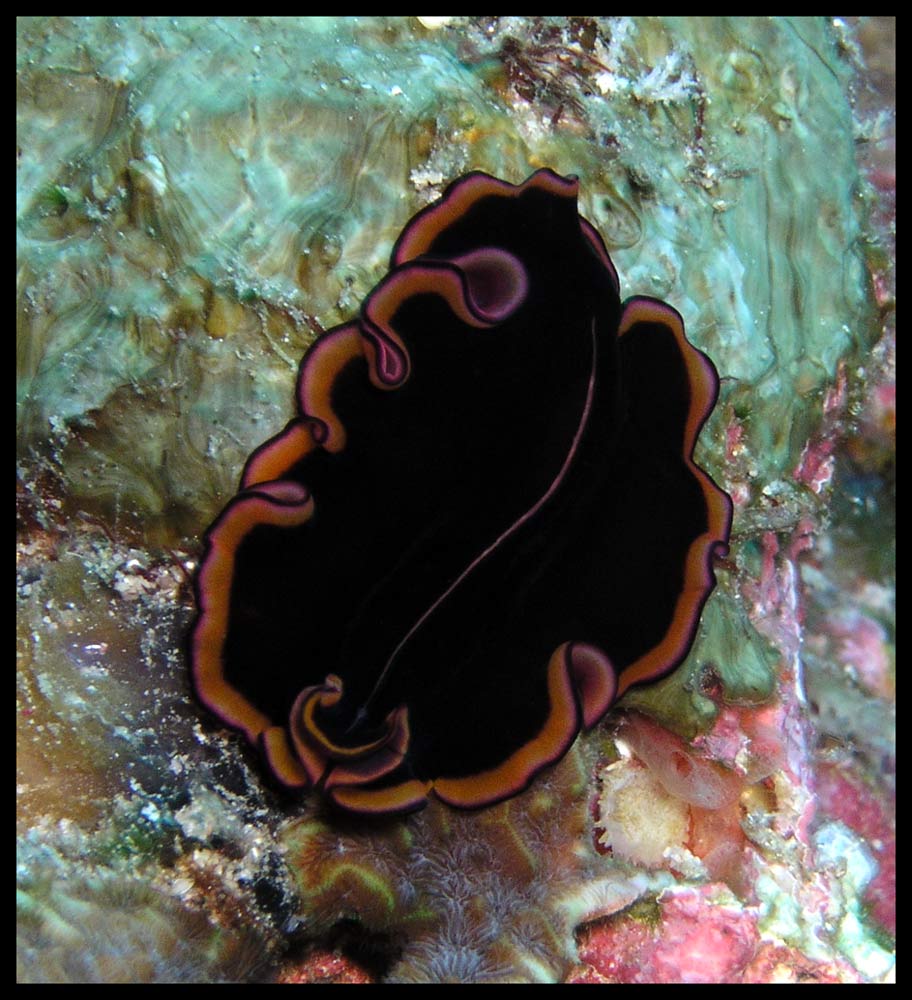 Magnificent Flatworm