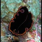 Magnificent Flatworm