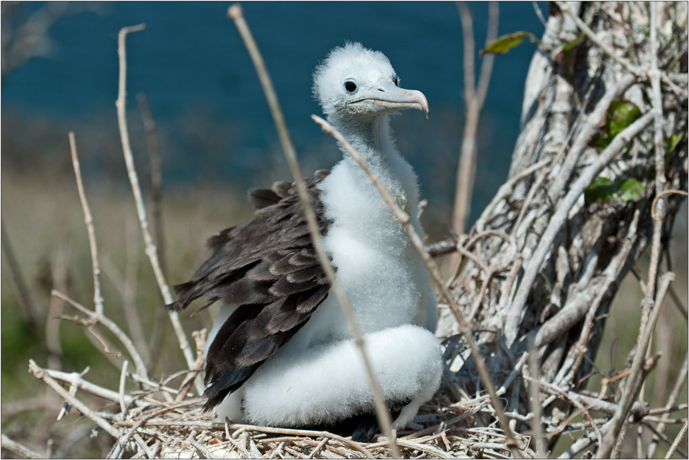 Magnificent Frigatebird