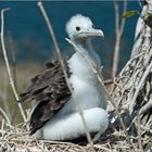 Magnificent Frigatebird