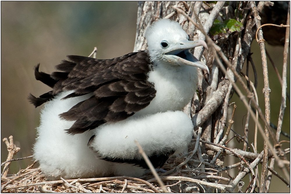 Magnificent Frigatebird 2