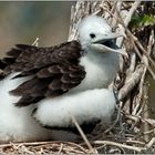 Magnificent Frigatebird 2