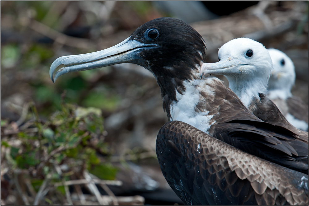 Magnificent Frigatebird 3