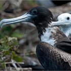 Magnificent Frigatebird 3