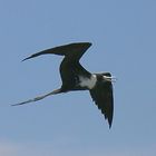 Magnificent Frigatebird