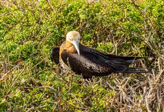 Magnificent Frigatebird.                         DSC_0256