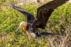 Magnificent Frigatebird.                      DSC_0257