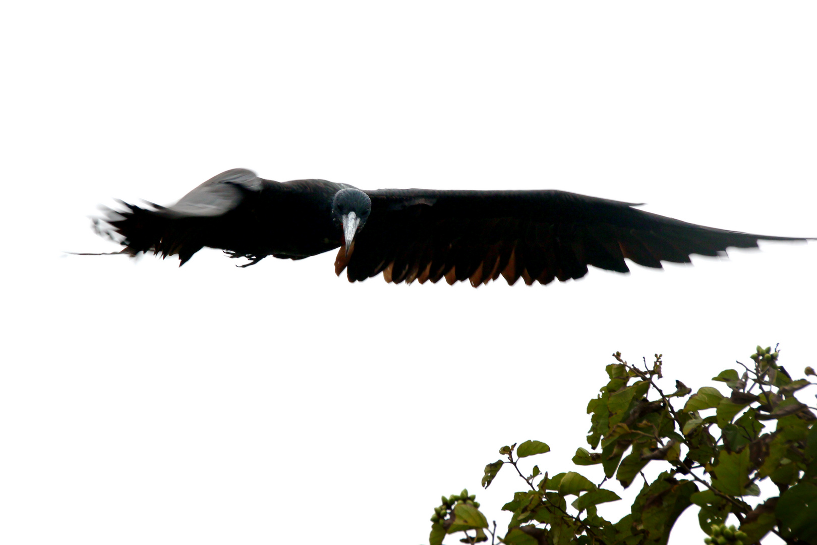 Magnificent Frigatebird (Fregata magnificens)