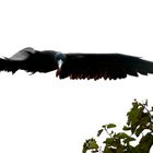 Magnificent Frigatebird (Fregata magnificens)