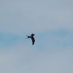 Magnificent Frigatebird (Fregata magnificens) - Prachtfregattvogel...