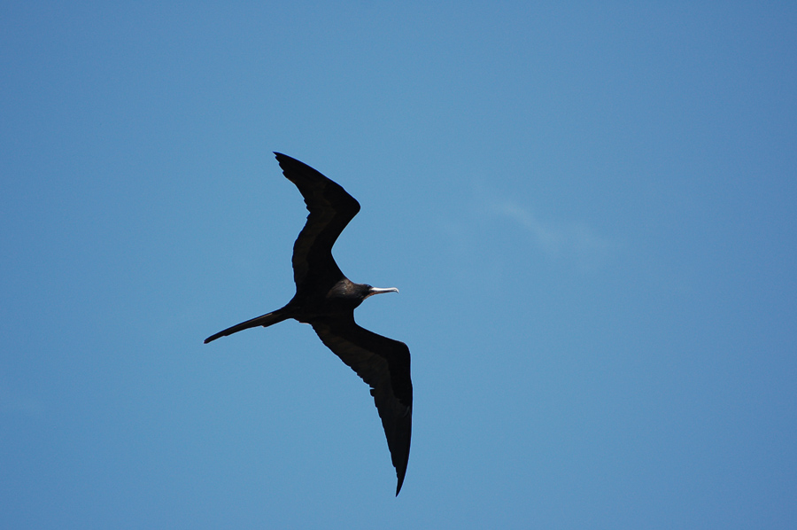 Magnificent Frigatebird (Fregata magnificens) - Prachtfregattvogel (Männchen)