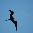 Magnificent Frigatebird (Fregata magnificens) - Prachtfregattvogel (Männchen)