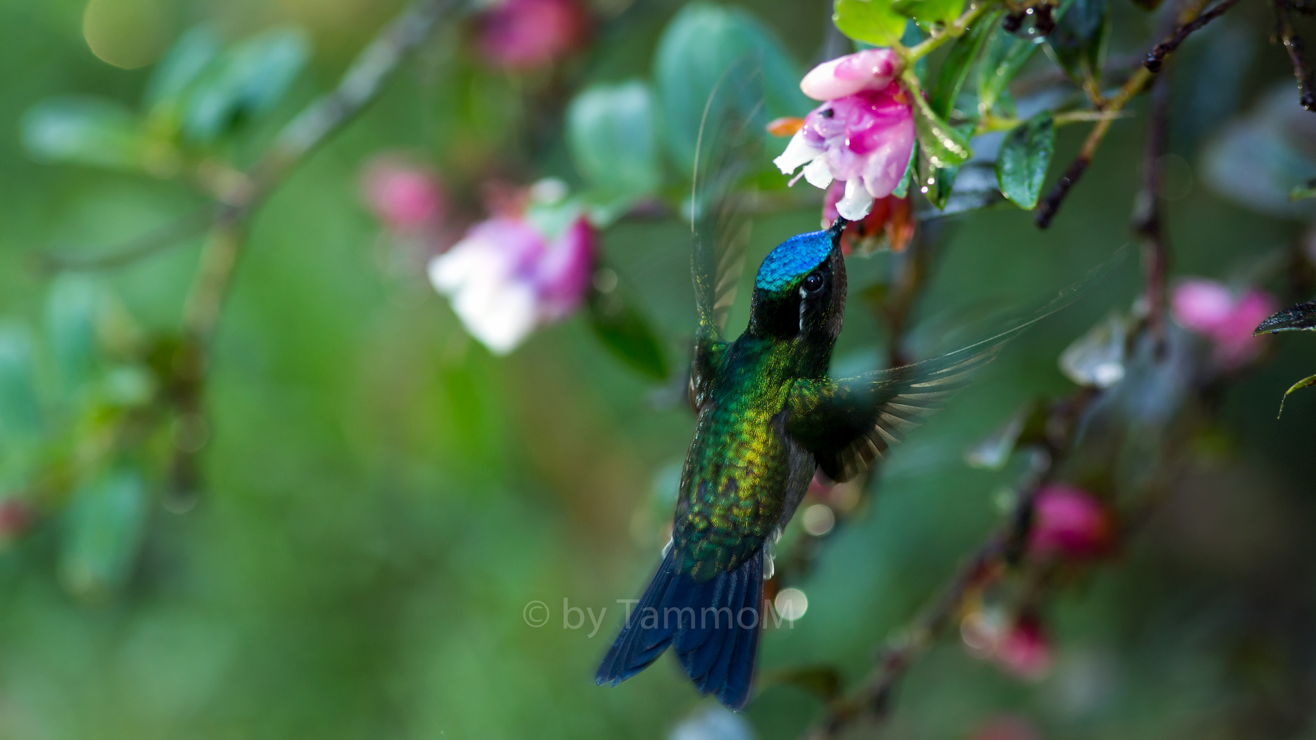 Magnificent Hummingbird