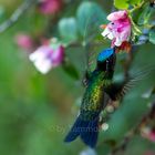 Magnificent Hummingbird