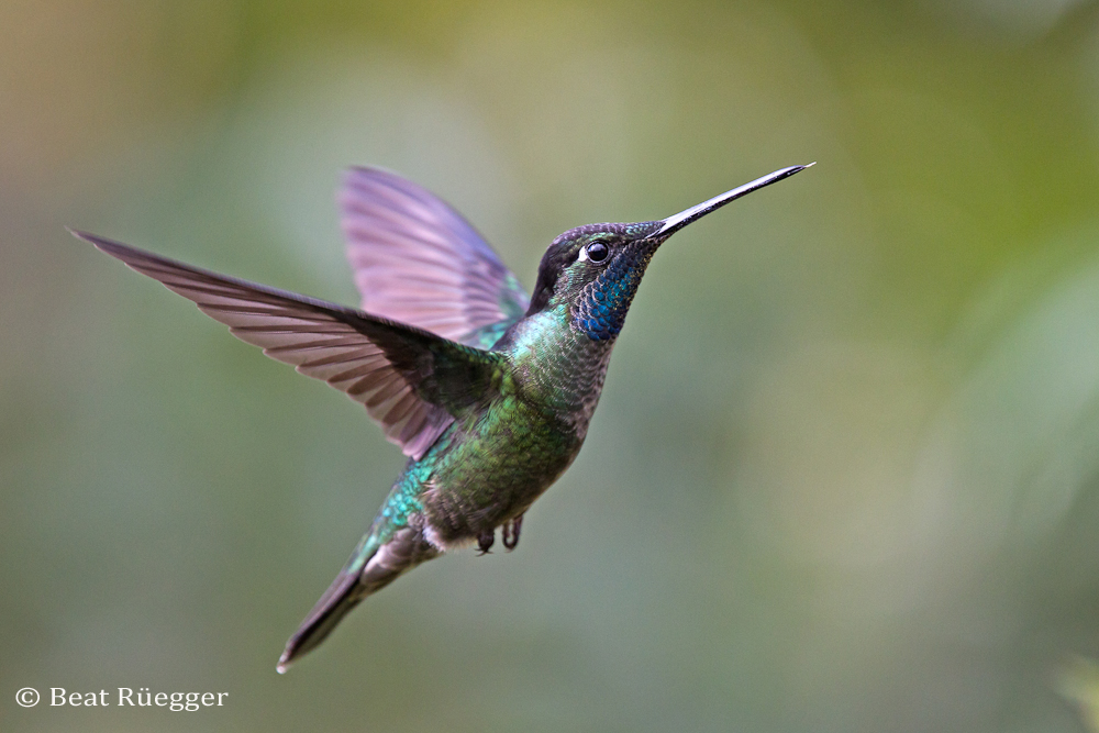 Magnificent Hummingbird