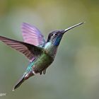 Magnificent Hummingbird