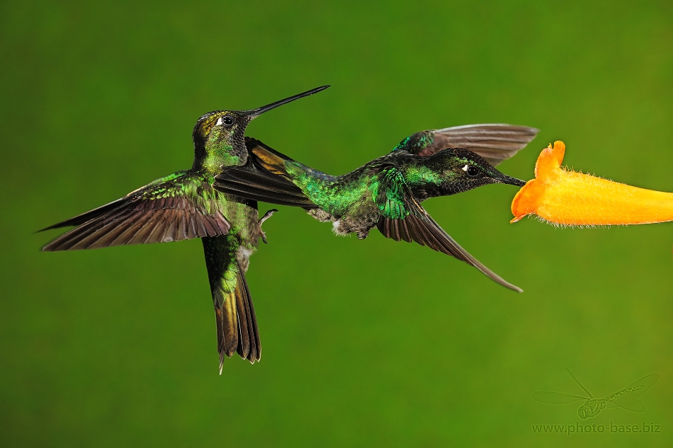 Magnificent Hummingbird (Eugenes fulgens, Swainson, 1827)