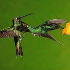 Magnificent Hummingbird (Eugenes fulgens, Swainson, 1827)
