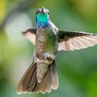 Magnificent Hummingbird M