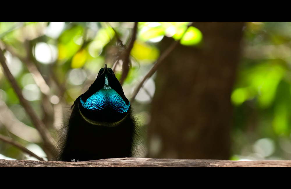 magnificent riflebird