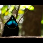 magnificent riflebird