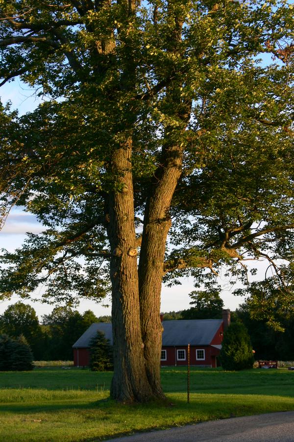 Magnificent tree at sunset