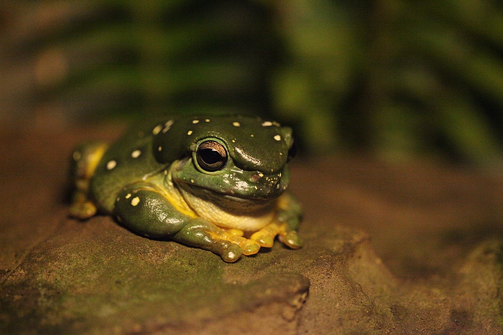 Magnificent Tree Frog