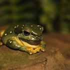 Magnificent Tree Frog