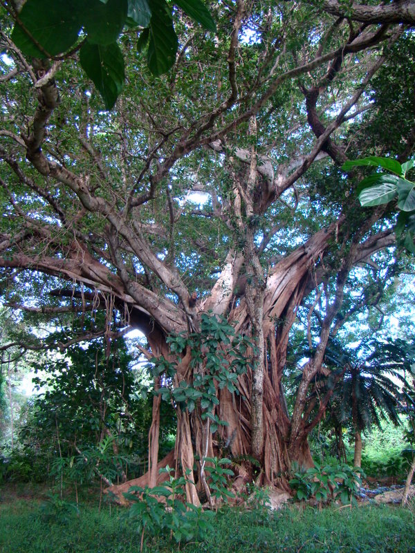 magnifique arbre