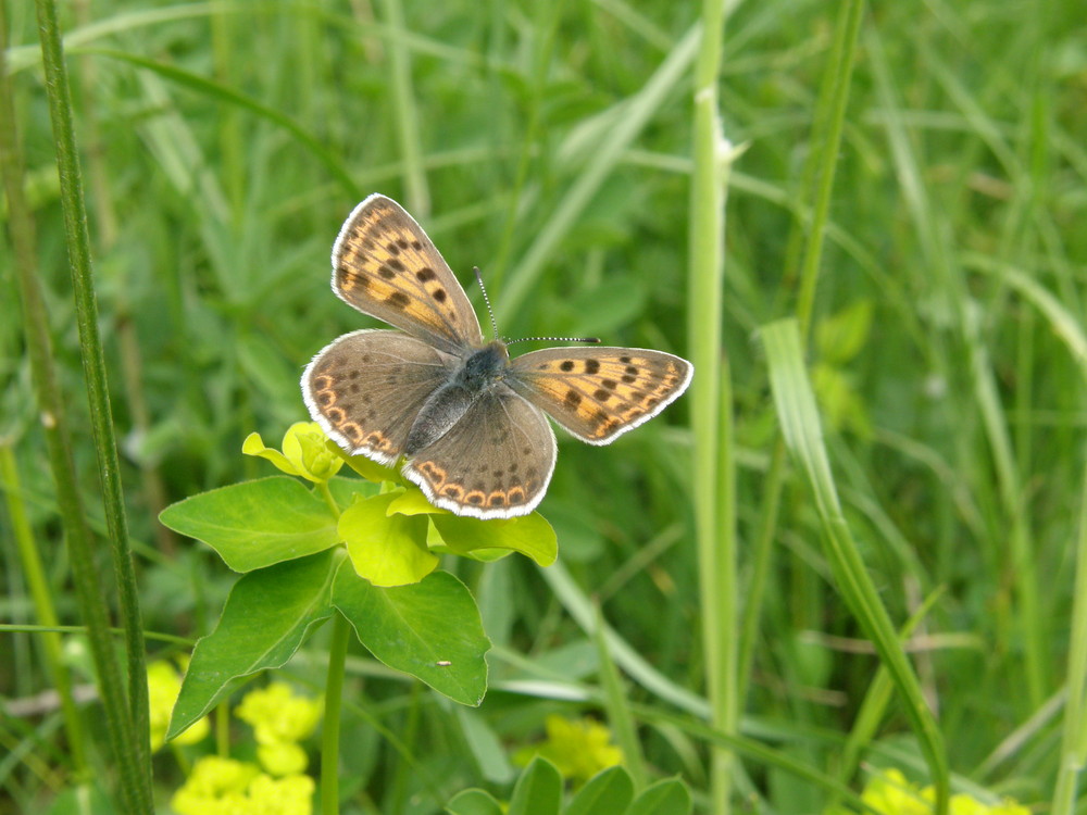 magnifique papillon