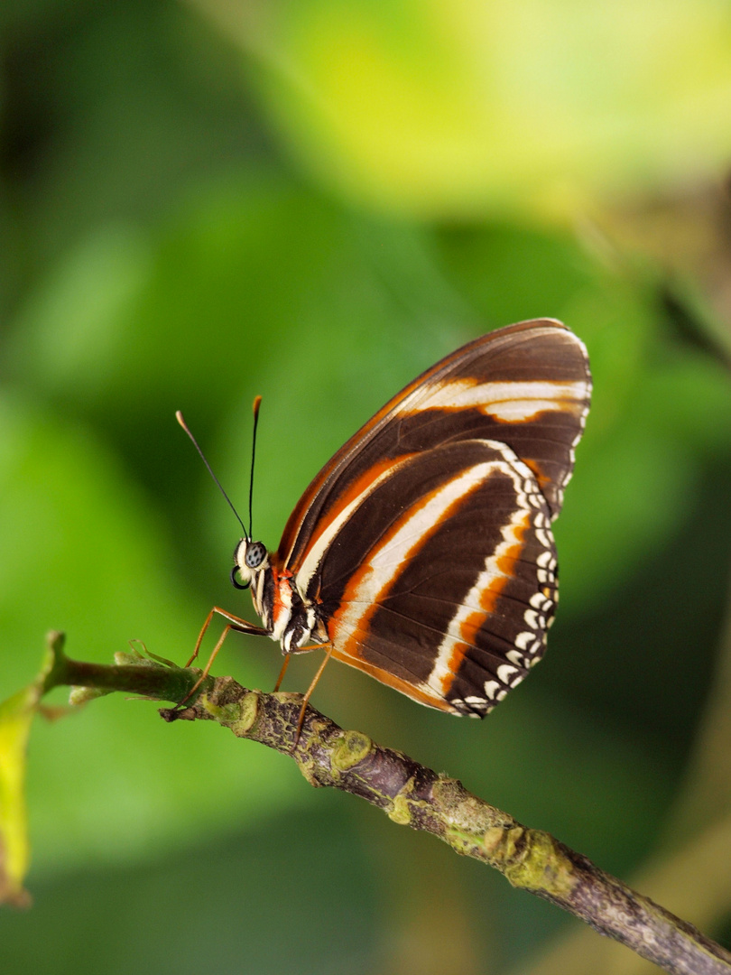 Magnifique papillon