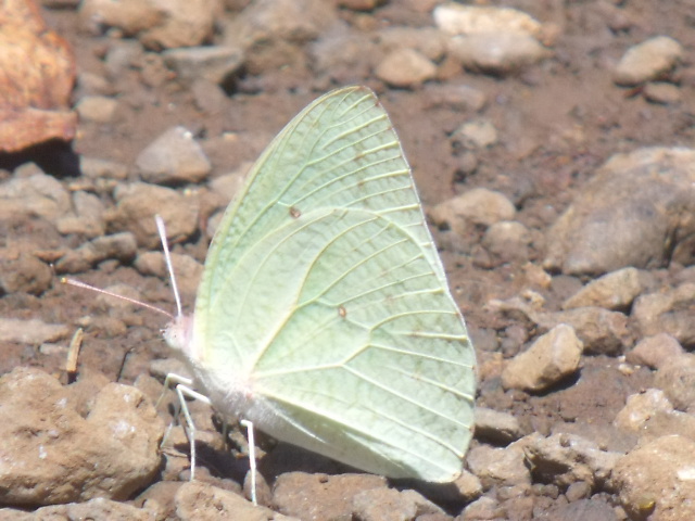 Magnifique Papillon Blanc