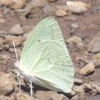 Magnifique Papillon Blanc