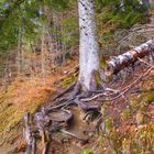 Magnifique racines d'arbre au pied du Lac Pavin