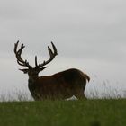 magnifique roi des forêts