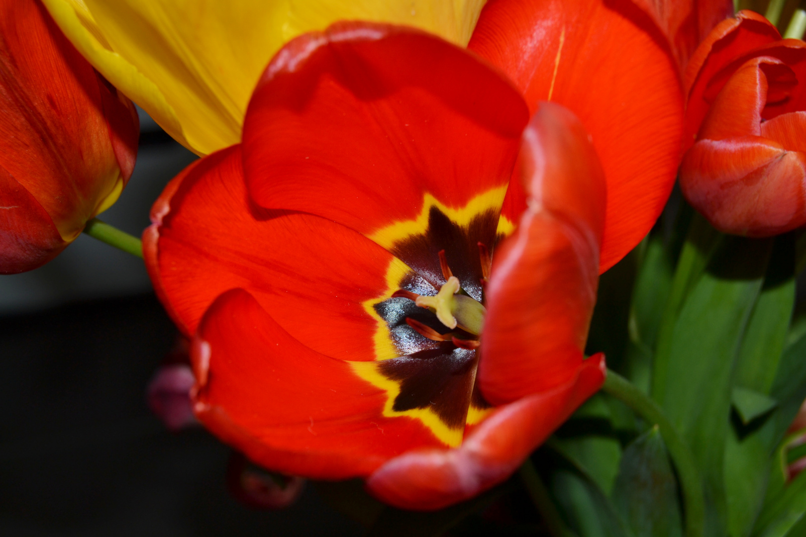 Magnifique tulipe